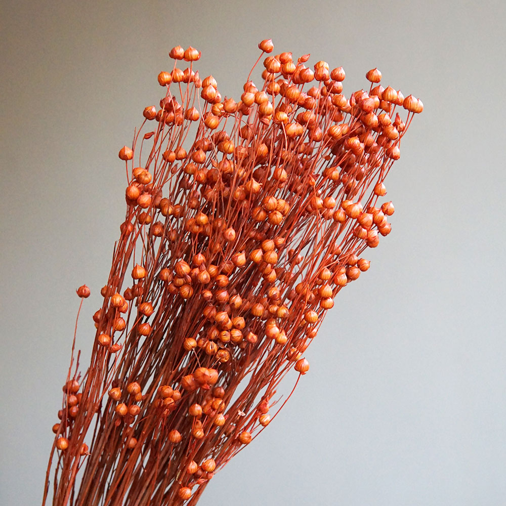 35 جرام/الأورموسيا المحفوظة Ho - مراجعة Eucalyptus Preserved وسعره