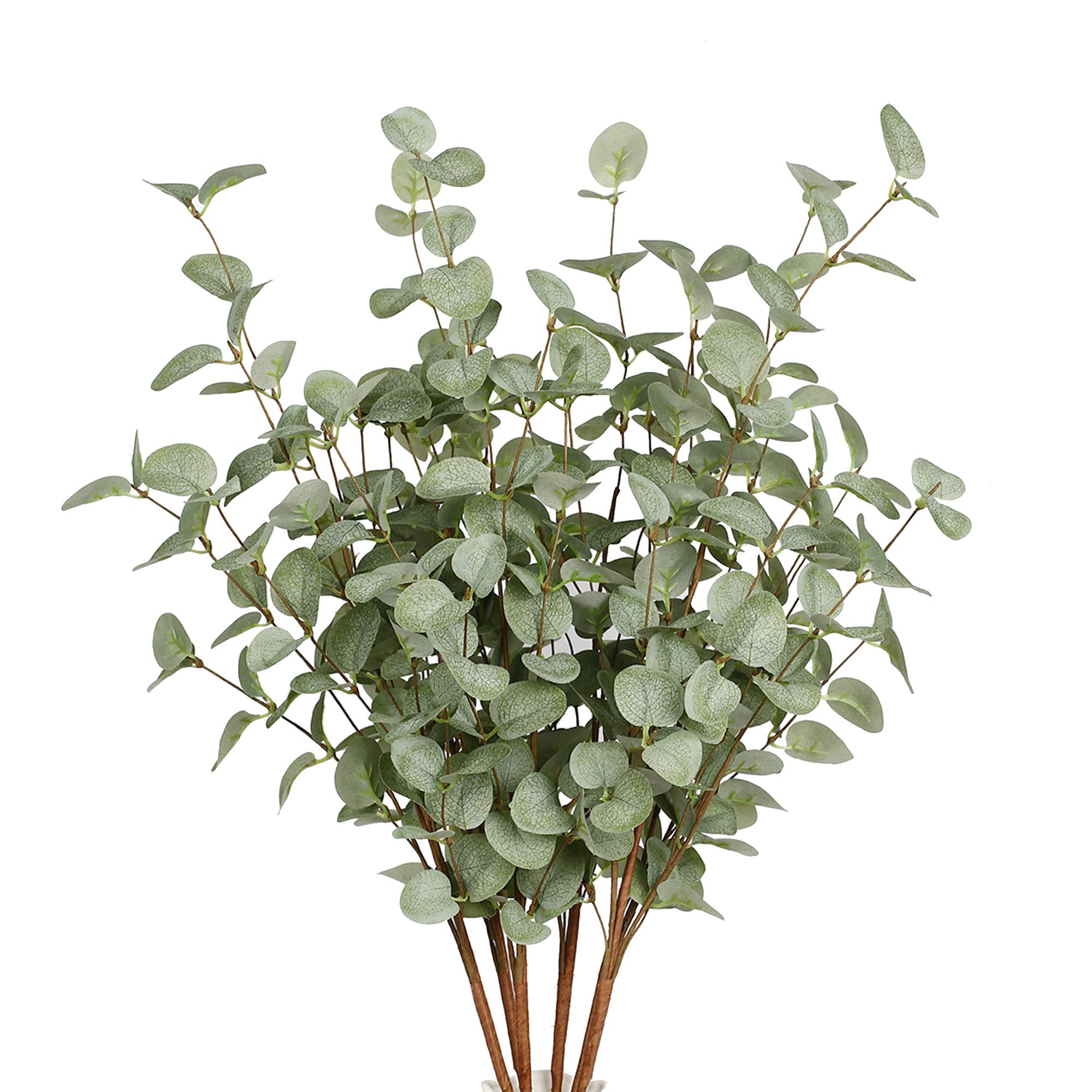 فو الأوكالبتوس ينبع النباتات ا - مراجعة Eucalyptus Preserved وسعره
