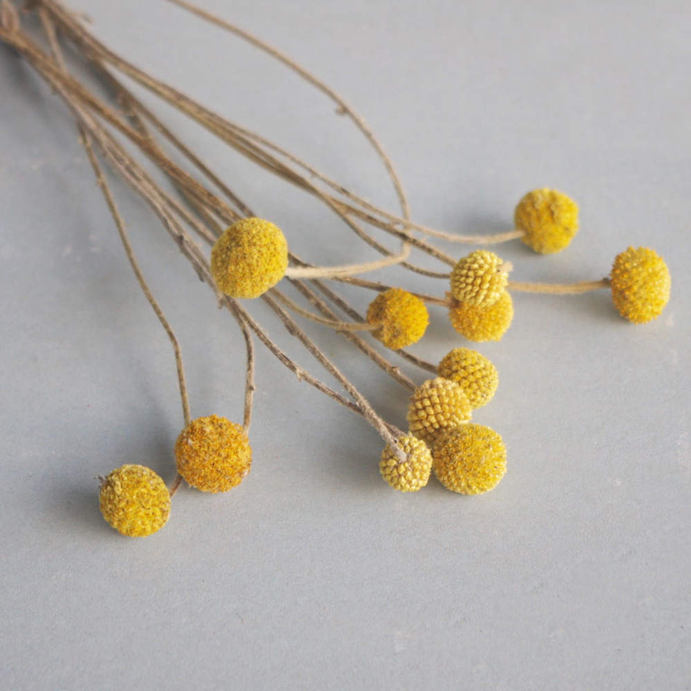 20 قطعة من باقات زهور كراسبيدي - مراجعة Dried Flower Bunch وسعره