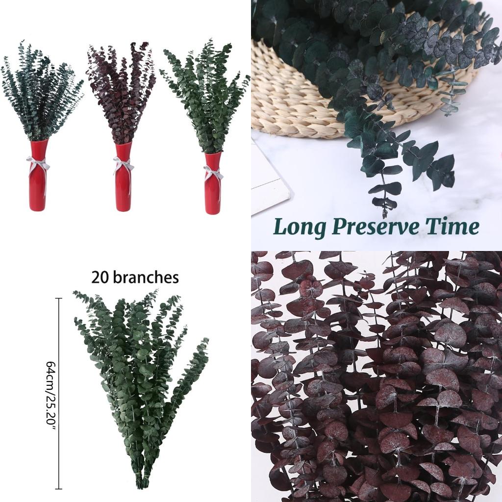 20 قطعة محفوظة لفروع الأوكالبت - مراجعة Eucalyptus Preserved وسعره
