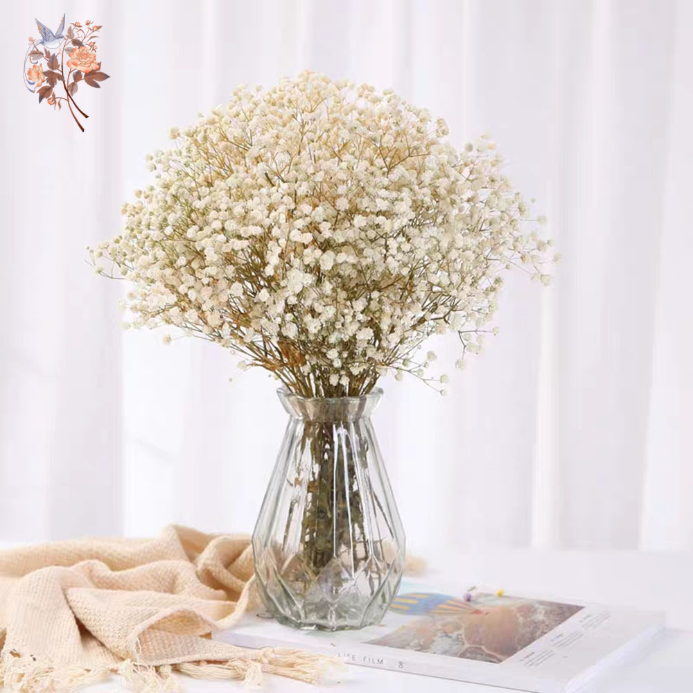 60 جرام المجففة الطفل التنفس ز - مراجعة Eucalyptus Preserved وسعره