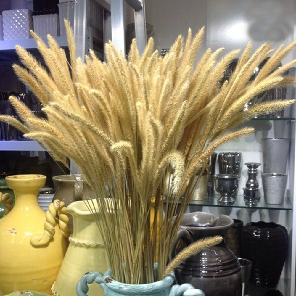 200 قطعة باقات Lagurus ovatus  - مراجعة Dried Flower Bunch وسعره