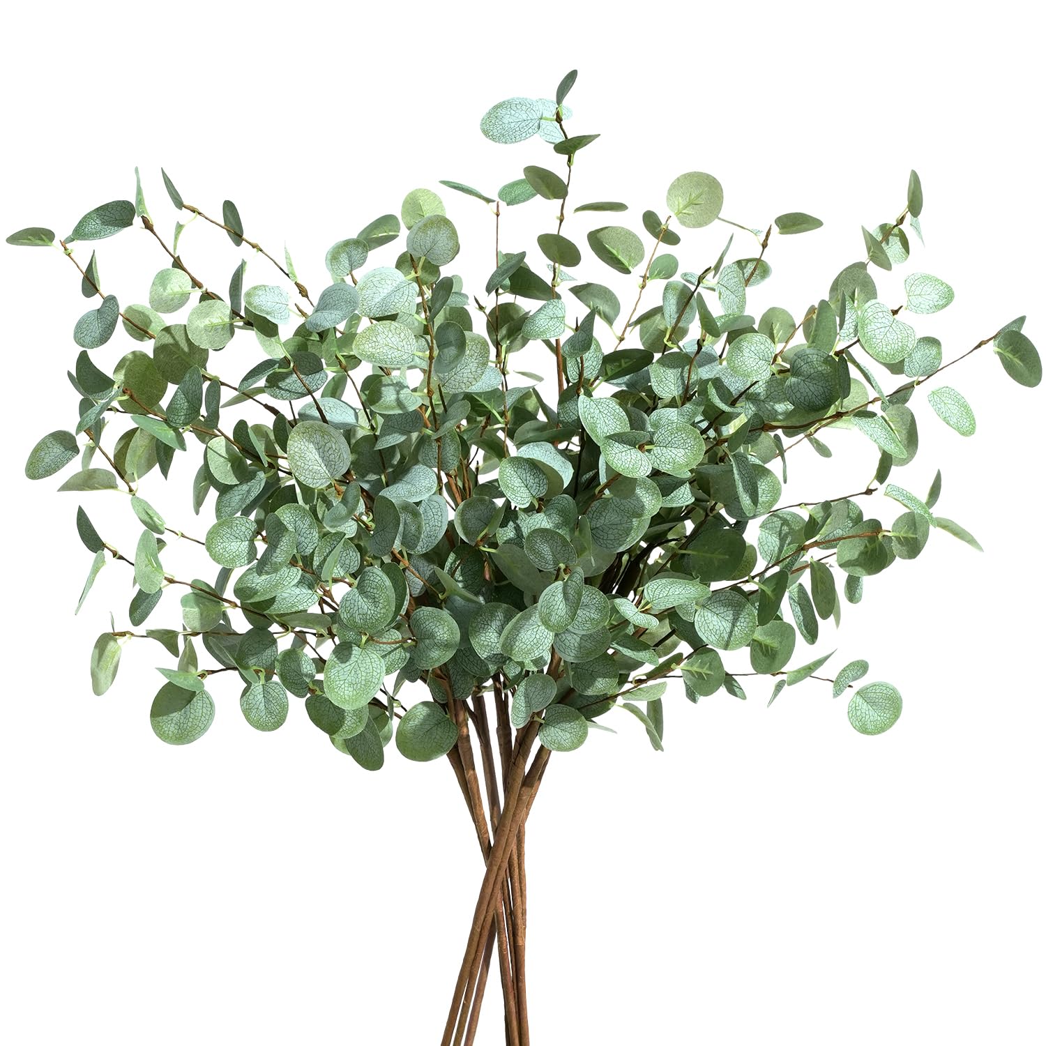 1/3 قطعة ينبع الأوكالبتوس الاص - مراجعة Eucalyptus Preserved وسعره